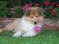 Cucciolo Collie